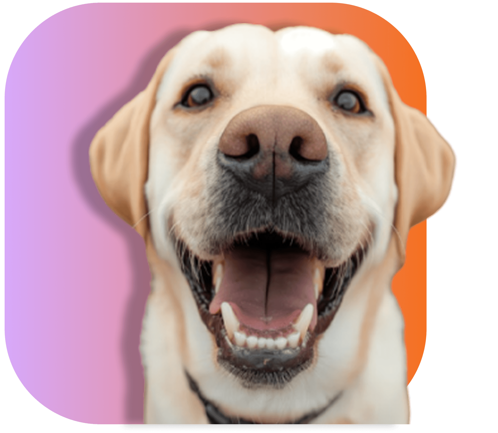 Happy dog with owner