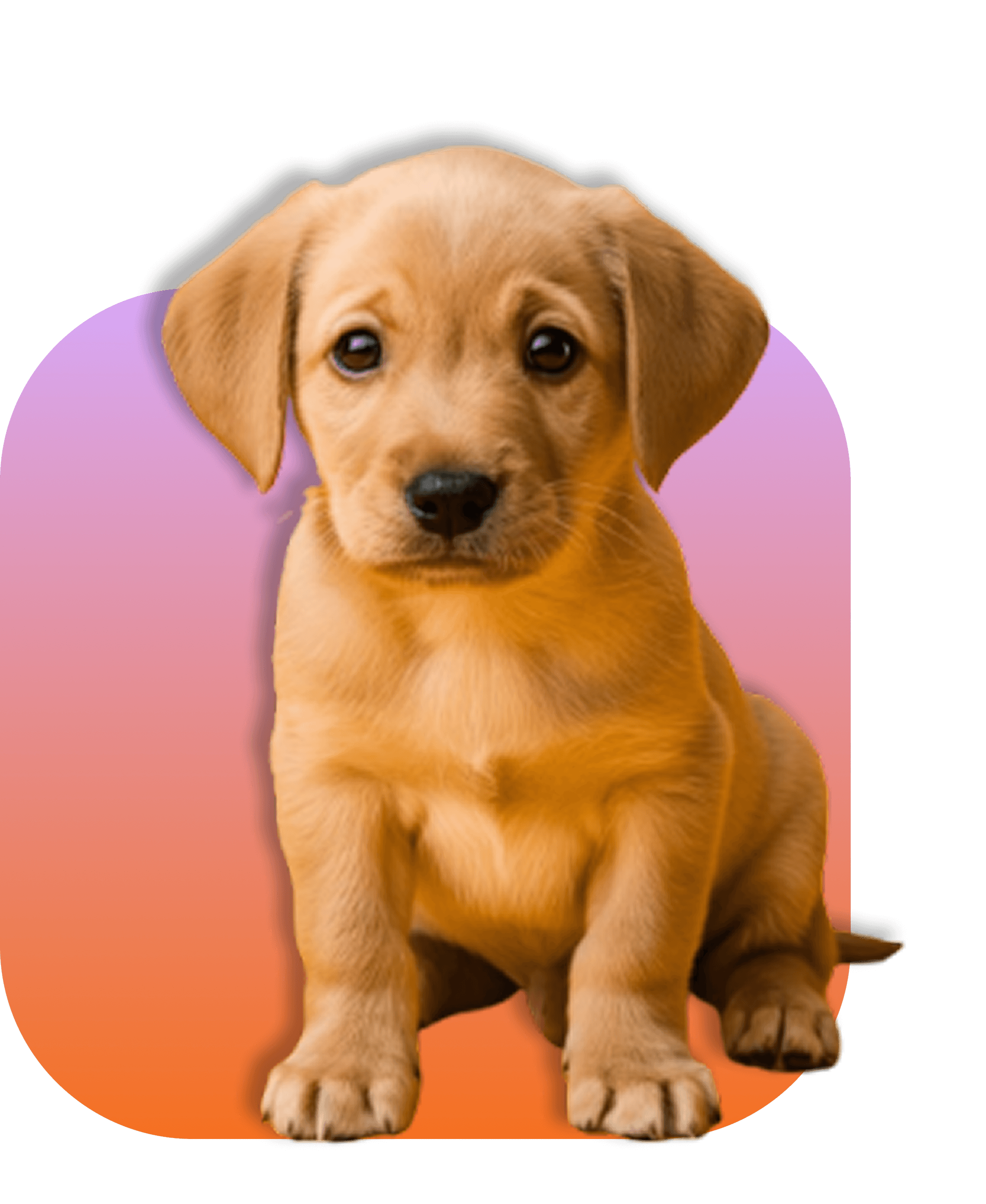Basic Beginner Training (Puppies)
